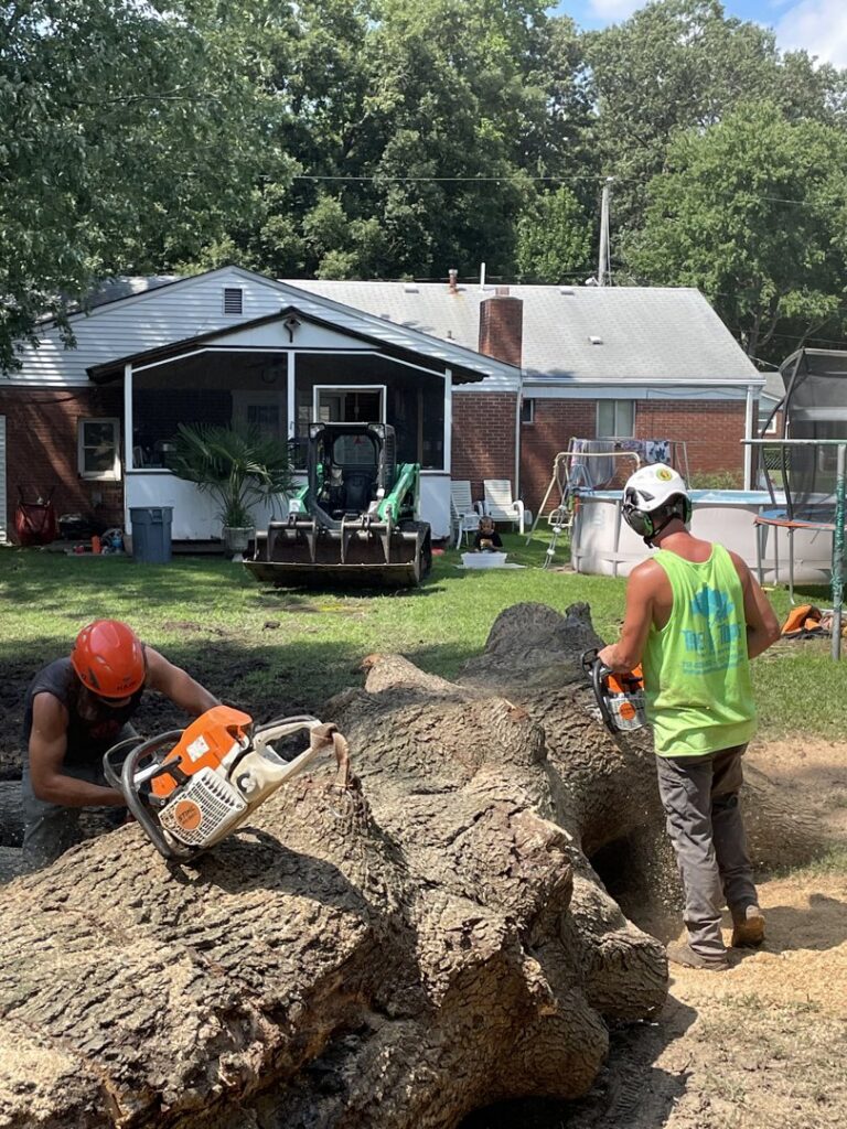 Two workers using chainsaws to cut a large fallen tree trunk into pieces for Treetop's Tree Service in Chesapeake, VA.