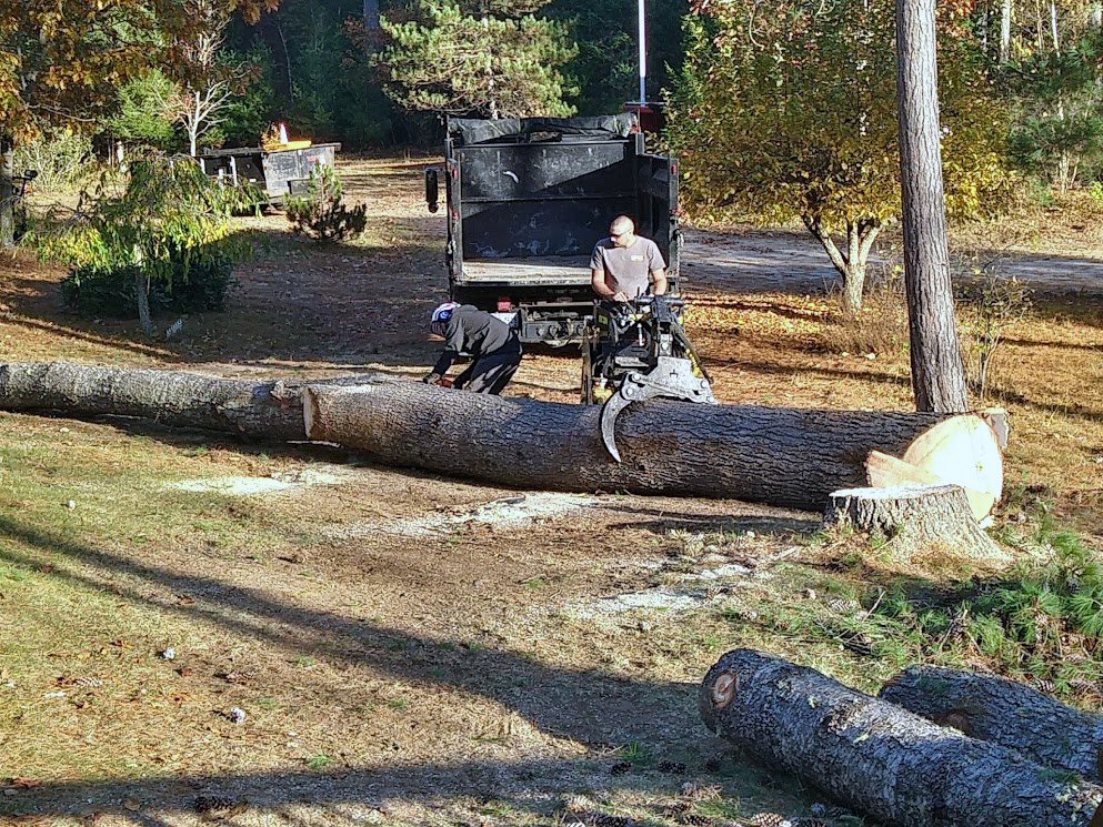 Two workers cutting a large fallen tree trunk with chainsaws next to a dump truck for Maine Tree Guy LLC in Auburn, ME.