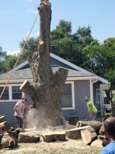 Two workers using chainsaws to cut a very large tree trunk near a house, demonstrating tree removal by Clyde's Tree Service in Indianapolis, IN.