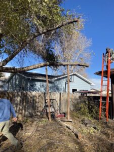 Two workers, one on a ladder with a chainsaw, cutting a large tree branch, showing tree service by Tree Keepers LLC in Littleton, CO.