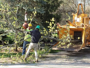 Tree service workers feeding branches into a wood chipper for cleanup and disposal by Arbor Solutions Tree Service in Ann Arbor, MI.