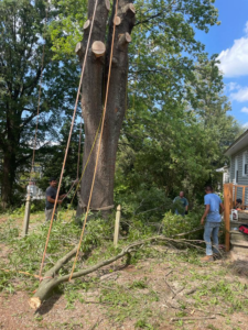 Tree service workers lowering a large tree branch with ropes during a job for Ventura Tree Services in Conroe, TX.
