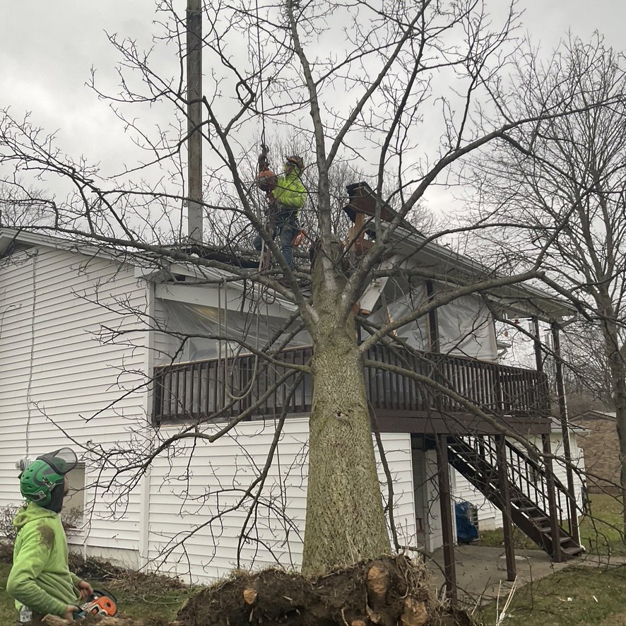 Tree service workers carefully removing a large fallen tree trunk from a residential roof for Hercules Tree Service in Akron, OH.