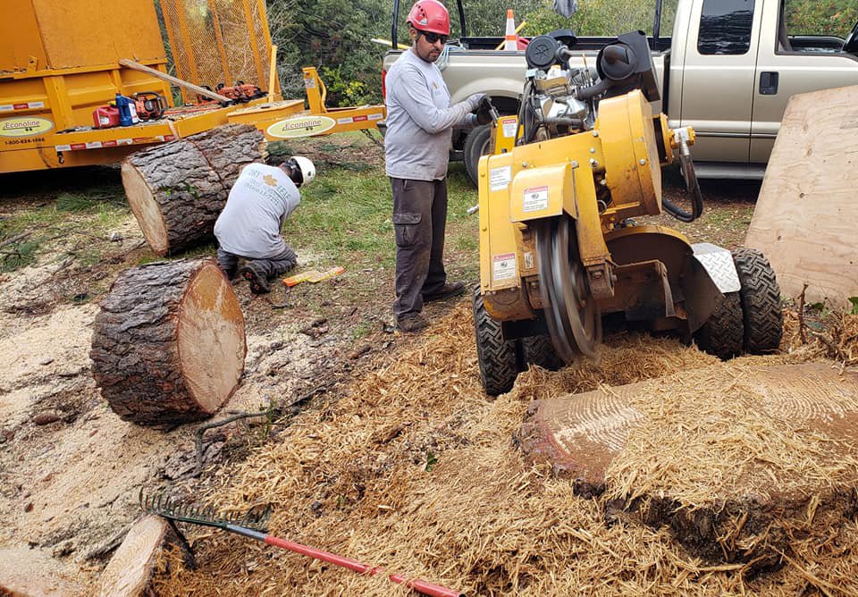 Dry Leaf Tree Service LLC workers operating a stump grinder and clearing wood chips in Sacramento, CA.