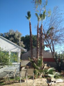 Two workers actively trimming a large tree, one on the roof and one in the tree, providing services for Tree Trimming 4 Less in Los Angeles, CA.