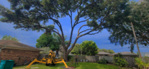 Workers using a spider lift to trim a large tree in a backyard by Quality Tree Service, L.L.C in Kenner, LA.