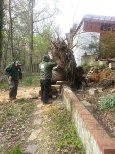 Two tree service workers next to a large uprooted tree during a removal operation by Moore & Wright Tree Service in Alexandria, VA