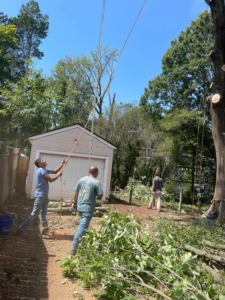 Tree service workers using ropes to guide falling branches during tree removal for Ventura Tree Services in Conroe, TX.
