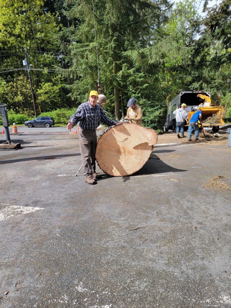 Workers from Haskins Tree Care in Bellevue, WA, handling a large tree trunk section with a wood chipper in the background.