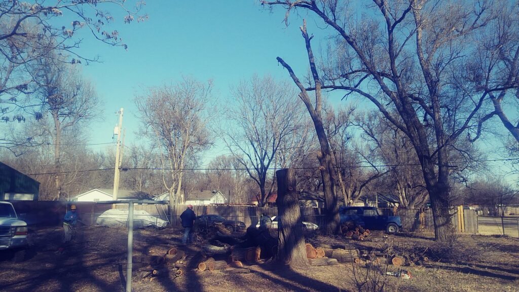A yard with multiple trees and workers performing cleanup after tree service by Humbolt Tree Service in Wichita, KS