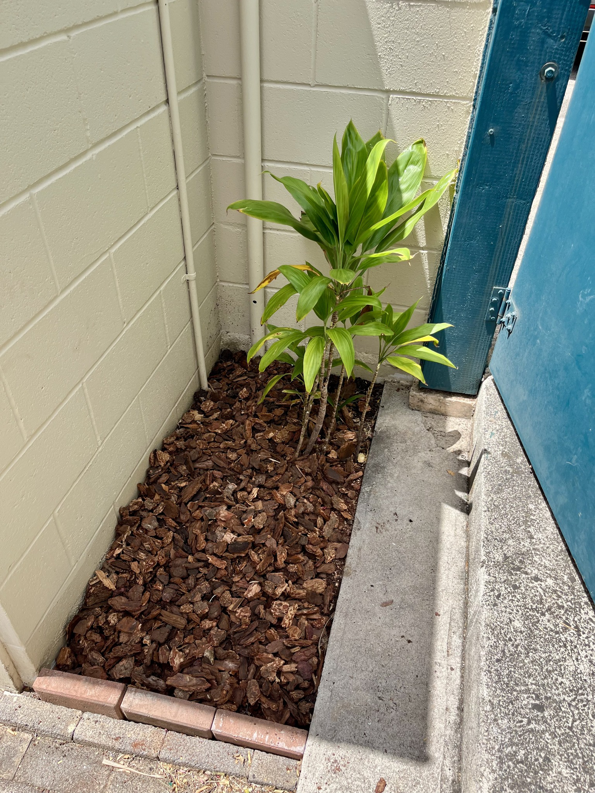 Completed yard cleanup and planting service by Trusted Handyman in Honolulu, HI, featuring new plants and fresh mulch.