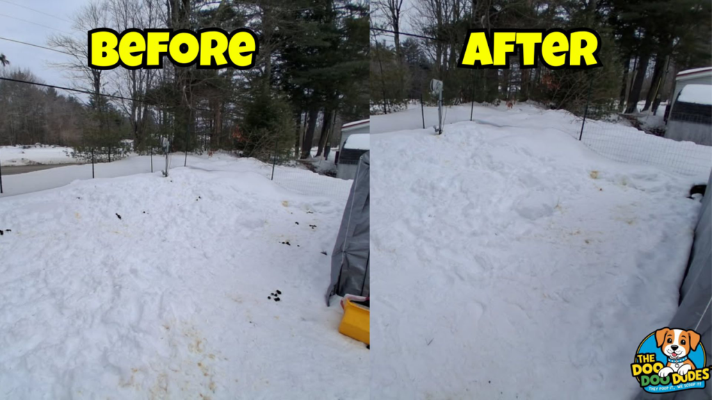 A before and after view of a yard after professional dog waste cleanup by The Doo Doo Dudes in Lewiston, ME.
