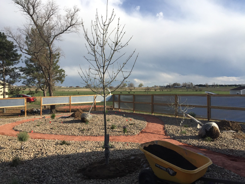 Yard renovation with newly planted tree, gravel, and metal fence by GKC Landscaping Contractors in Thornton, CO.