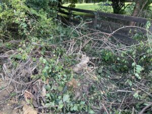A large pile of branches, leaves, and brush, indicating yard waste removal services by JOLTZ Junk Removal in Dayton, OH.