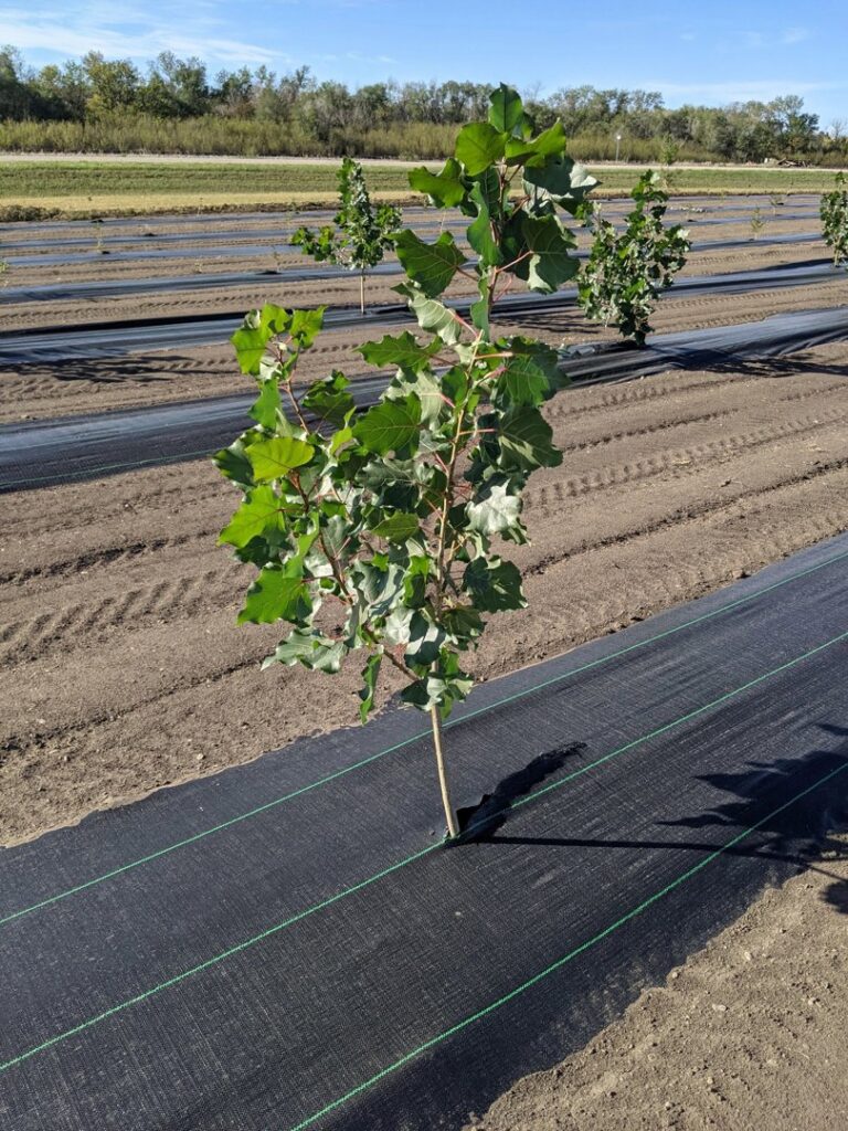 A young deciduous tree newly planted in a field with ground cover by Tree Rows 4 U in Bismarck, ND.