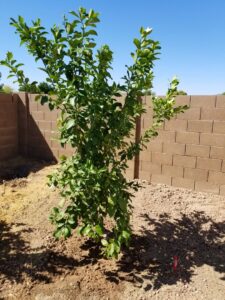 A close-up of a healthy young tree, representing tree planting and care services by No Bull Trees in Surprise, AZ.
