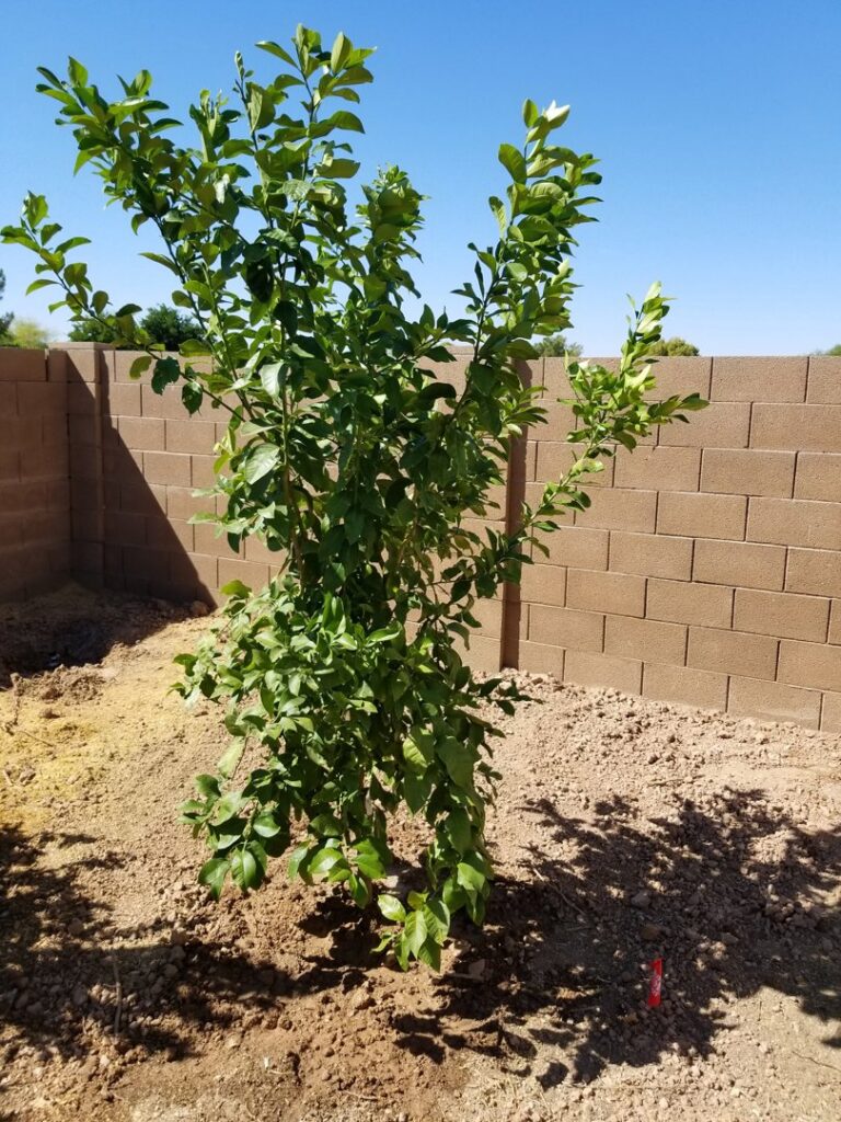 A close-up of a healthy young tree, representing tree planting and care services by No Bull Trees in Surprise, AZ.
