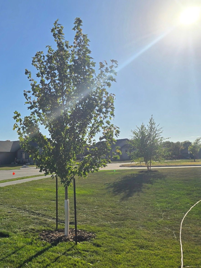 A young tree recently planted with support stakes and a protective guard by Hartington Tree in Yankton, SD.