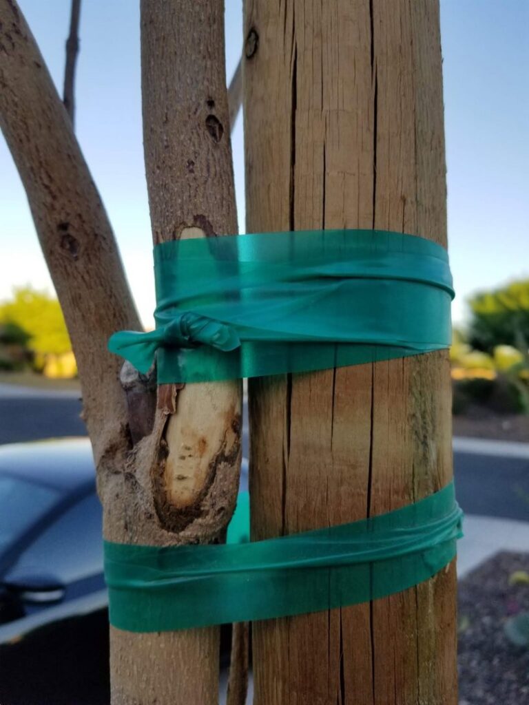 A close-up of a young tree trunk with green support tape, indicating tree staking and care by No Bull Trees in Surprise, AZ.