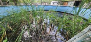 An abandoned pool overgrown with grass and stagnant water, a major mosquito breeding ground, managed by Stokes Mosquito and Pest Services in North Augusta, SC.