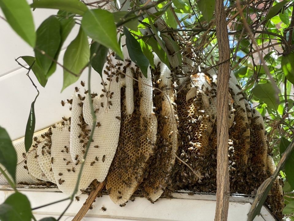 An active bee hive with visible honeycomb and many bees, requiring pest control services from Overson Pest Control LLC in Mesa, AZ