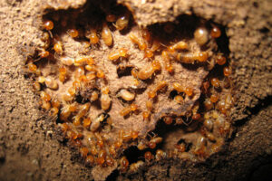 A close-up view of an active termite colony infestation, managed by General Pest Solutions in Summerville, SC.