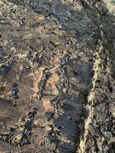 An active termite colony visible within damaged wood, inspected by Berner Pest Solutions in Lexington, KY.