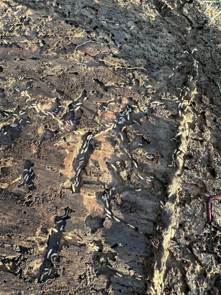 An active termite colony visible within damaged wood, inspected by Berner Pest Solutions in Lexington, KY.