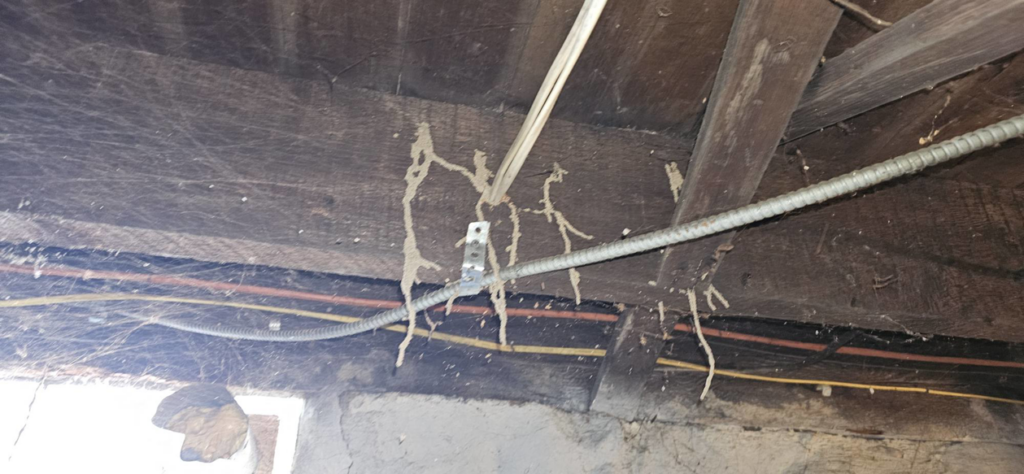 Active termite tunnels (mud tubes) on wooden joists and electrical conduits, showing a pest control issue for MJ's Absolute Solutions in Parma, OH.