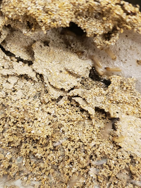 Active termites visible within a mud tube, indicating an infestation requiring Lenegar's Pest & Moisture Services in Virginia Beach, VA.