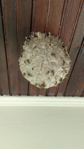 A large, active wasp nest with many wasps visible on a wooden porch ceiling, a pest control job for Kulyk Exterminators Inc in Buffalo, NY.