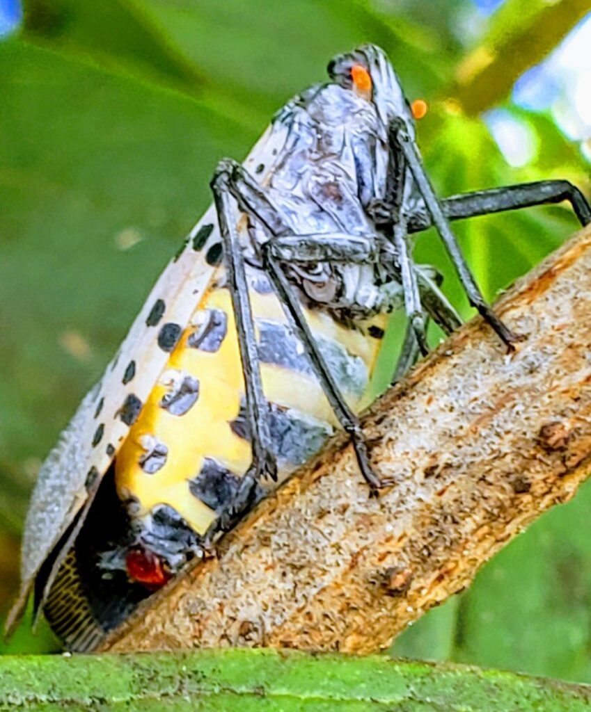 A close-up of an adult spotted lanternfly on a tree branch, a pest managed by Dominion Pest Control LLC in Lancaster, PA.