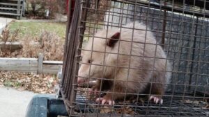 A rare albino opossum safely contained in a live trap, handled by The Wildlife Professionals for wildlife removal in Albany, NY.