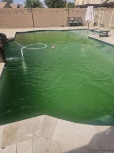 An algae-filled green swimming pool with a vacuum hose, undergoing cleaning by Pool Pals in Franklin, MA.