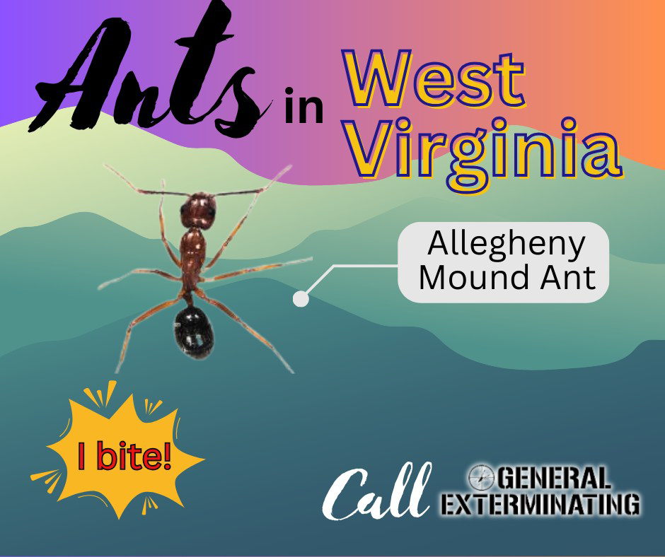 An Allegheny Mound Ant with text "I bite!", highlighting ant pest control services by General Exterminating in Beckley, WV.