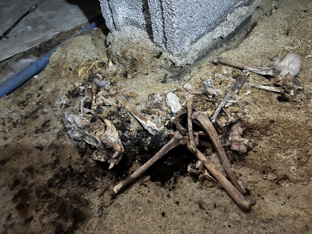 Animal bones found in a crawl space, indicating wildlife intrusion and removal services by Perry Crawl Space & Pest Control Solutions LLC in Chesapeake, VA.