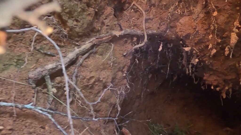 An animal burrow or hole in the ground, indicating a wildlife removal service by Smart Solutions Wildlife Removal Specialists in Roswell, GA.