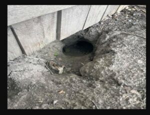 A visible animal burrow under a wooden fence, indicating a wildlife control need for Titan Pest Pro in Kansas City, MO.