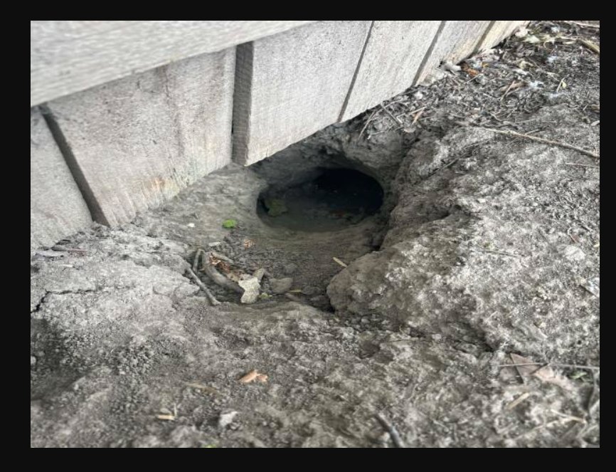 A visible animal burrow under a wooden fence, indicating a wildlife control need for Titan Pest Pro in Kansas City, MO.