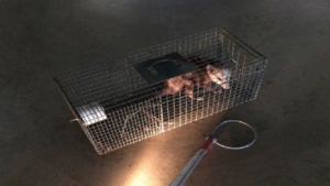 A small wild animal caught in a live trap by Animal Boy Trapping Services LLC in Long Beach, CA.