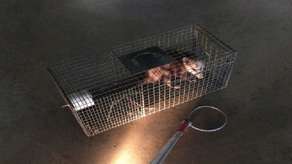 A small wild animal caught in a live trap by Animal Boy Trapping Services LLC in Long Beach, CA.