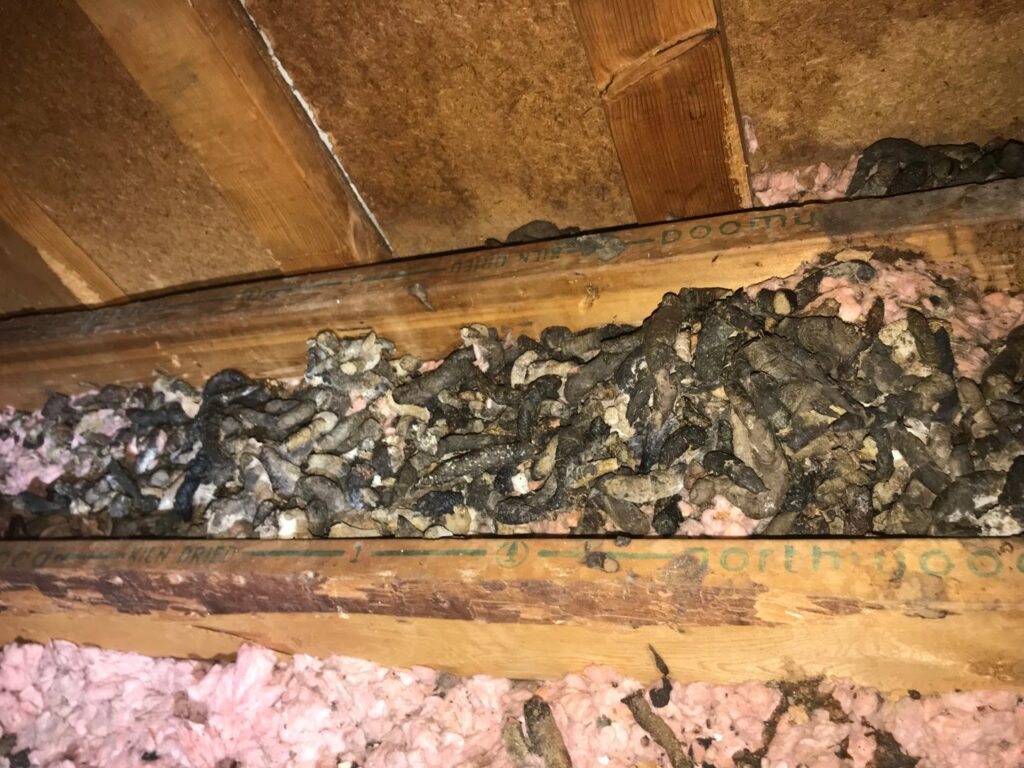 Significant animal droppings on attic insulation, showing a pest control job by Complete Animal Removal USA in Louisville, KY.