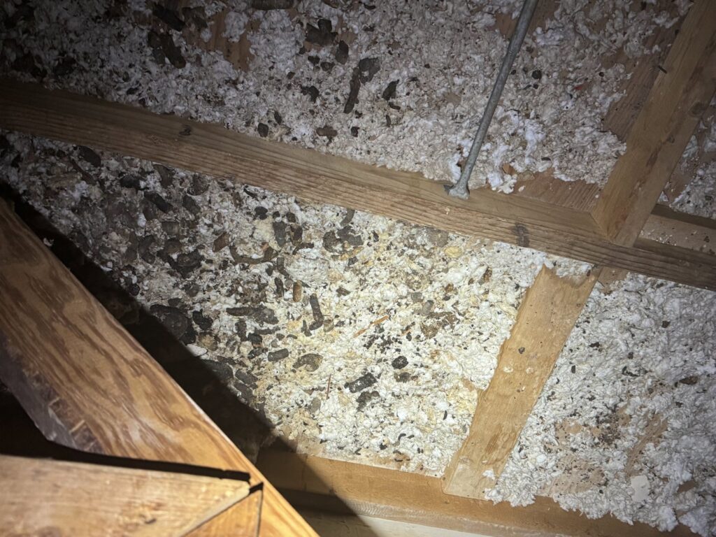 Animal droppings scattered across attic insulation, a sign of wildlife infestation requiring cleanup by Elite Wildlife Removal and Prevention in Nashville, TN.