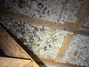 Animal droppings scattered across attic insulation, a sign of wildlife infestation requiring cleanup by Elite Wildlife Removal and Prevention in Nashville, TN.