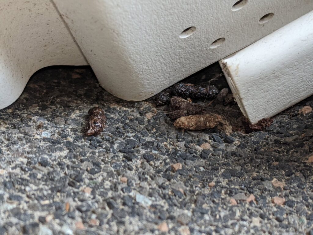Animal droppings on the ground, clear evidence of a pest infestation, handled by New England Wildlife Control in Salem, NH.