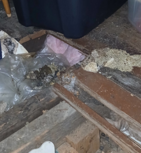 Animal droppings and nesting material found in a residential space by Comprehensive Pest Solutions in Toledo, OH.