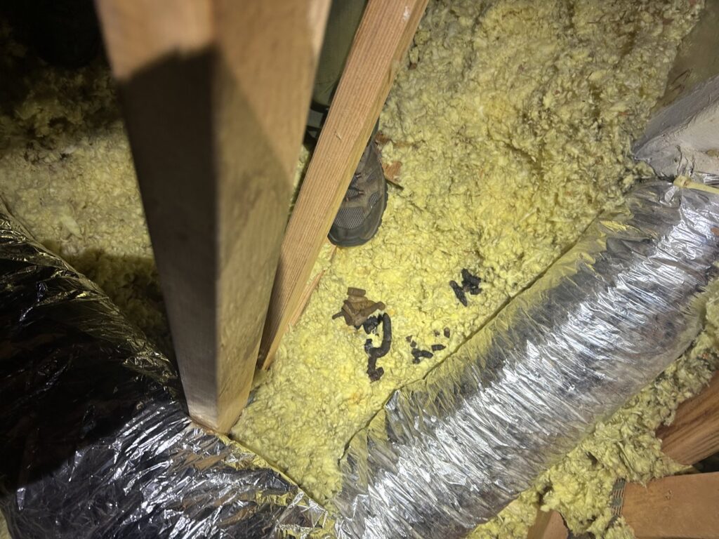 Animal droppings visible on attic insulation, indicating a pest or wildlife issue addressed by Smart Solutions Wildlife Removal Specialists in Roswell, GA.