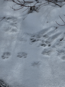 Animal paw prints in the snow, indicating wildlife activity for High Desert Predator Control in Pocatello, ID.