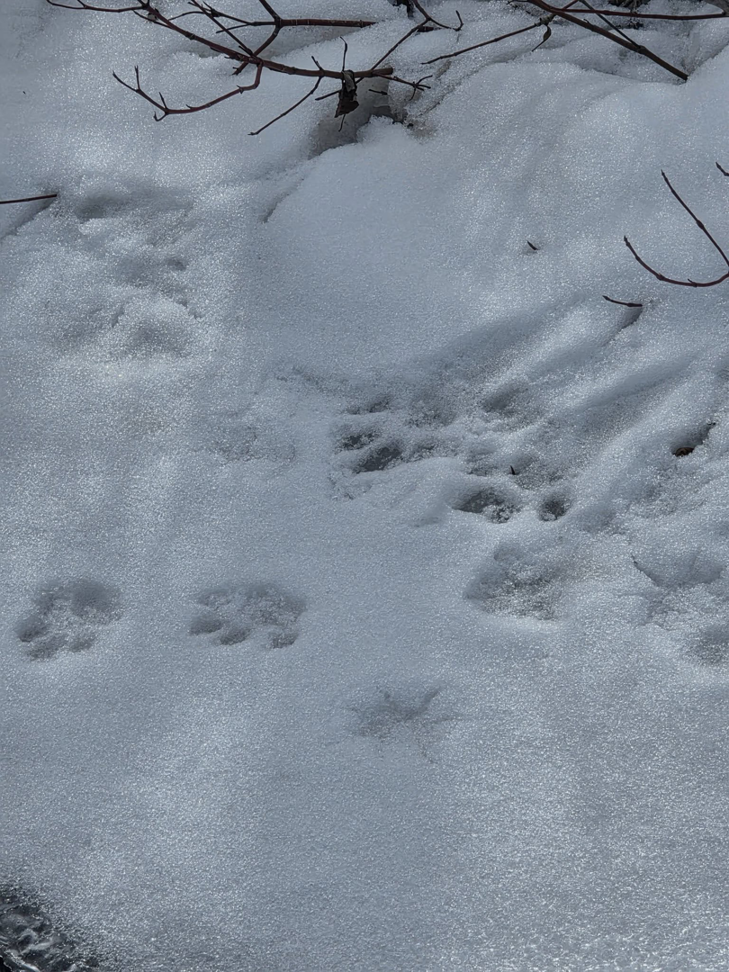 Animal paw prints in the snow, indicating wildlife activity for High Desert Predator Control in Pocatello, ID.