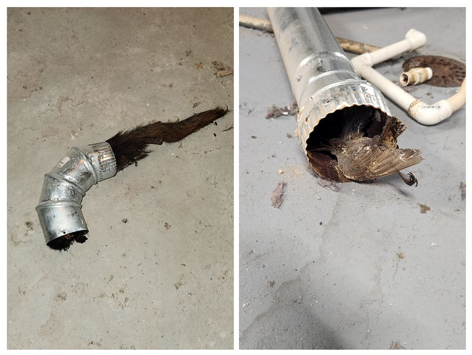 Animal remains found inside a metal HVAC duct, indicating a need for vent cleaning services from HOP 2 IT LLC in Austin, TX.